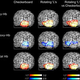 Illustration for article titled An Infrared Brain Scan That Can Determine What You Want